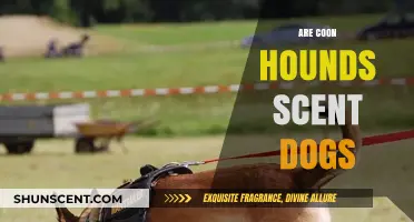 Coonhounds: Unraveling Their Scent-Tracking Abilities and Hunting Heritage