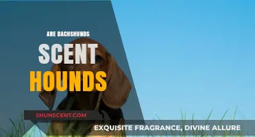 Dachshunds as Scent Hounds: Uncovering Their Unique Hunting Abilities