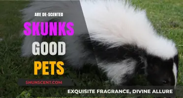 De-Scented Skunks as Pets: Benefits, Challenges, and Considerations