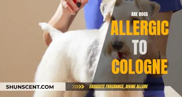 Colognes and Dogs: What You Need to Know About Allergies