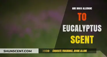 Can Eucalyptus Scent Harm Dogs? Understanding Pet Allergies and Safety