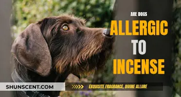 Incense Allergies in Dogs: What You Need to Know