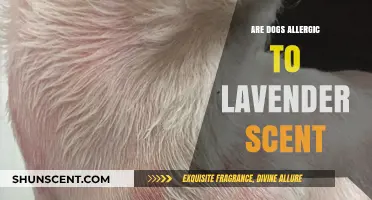 Can Dogs Tolerate Lavender Scent? Uncovering Pet Allergy Concerns