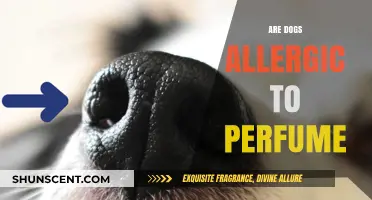 Perfumes and Dogs: A Harmful Mix?