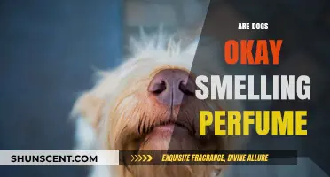 Dogs and Perfume: A Safe Mix?