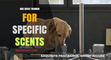 Canine Scent Training: How Dogs Are Trained for Specific Scents