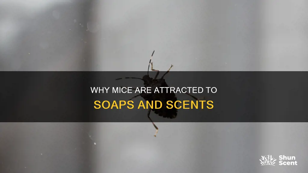 are drawn to soap & body fragrance mice & rats