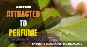 How Perfume Attracts Earthworms: The Smell Factor