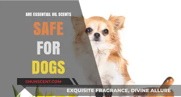 Are Essential Oil Scents Safe for Dogs? What Pet Owners Need to Know
