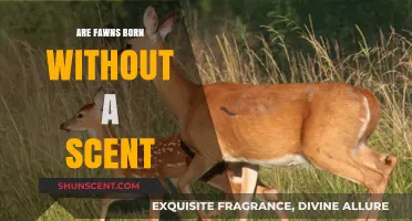 Do Fawns Lack Scent at Birth? Uncovering Nature's Survival Tactic