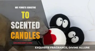 Ferrets and Scented Candles: Are They Sensitive to Aromas?