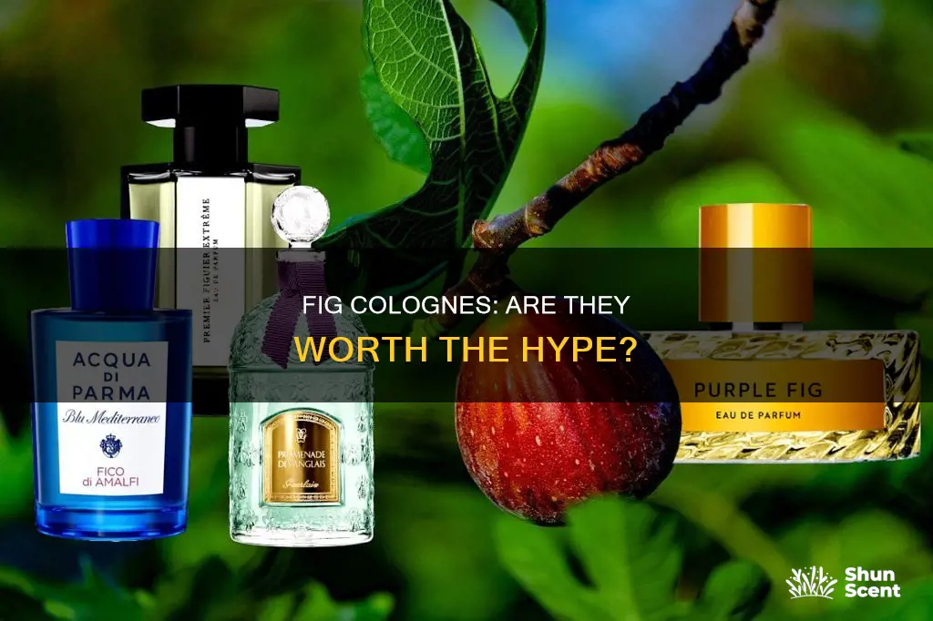 are fig colognes good