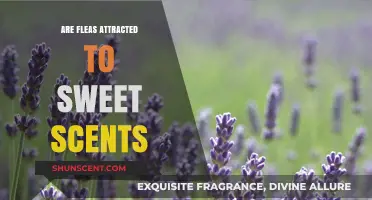 Do Sweet Scents Attract Fleas? Uncovering the Truth Behind the Myth