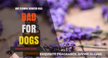 Are Floral Fragrances Harmful? Flower Scented Oils and Dogs Explained