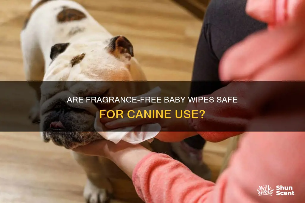 are fragrance free baby wipes safe for dogs