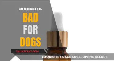 Fragrance Oils: Are They Safe for Dogs?