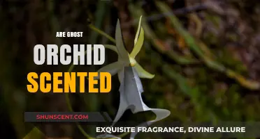 Do Ghost Orchids Have a Scent? Unveiling the Mystery