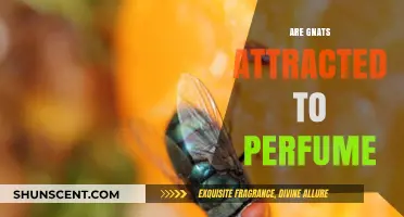 How Perfume Attracts Gnats: What You Need to Know