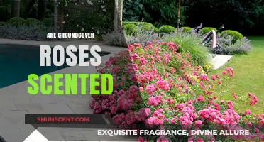 Do Groundcover Roses Have a Scent? Discover Their Fragrant Appeal