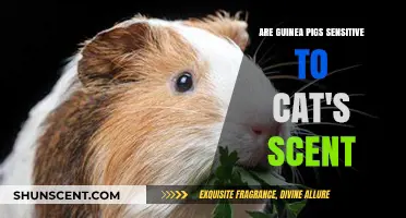 Guinea Pigs and Cats: Sensitivity to Feline Scents Explained