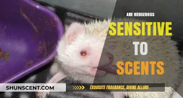 Do Strong Smells Bother Hedgehogs? Exploring Their Sensitivity to Scents