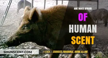 Do Hogs Fear Human Scent? Uncovering the Truth Behind the Myth