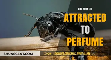 Hornets and Perfume: What's the Attraction?