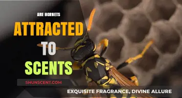 Do Scents Attract Hornets? Uncovering the Truth Behind Fragrance Myths