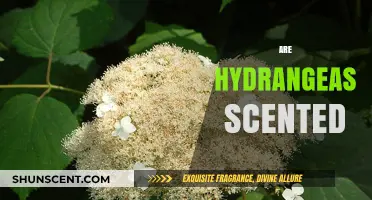 Do Hydrangeas Have a Scent? Unveiling the Truth About Their Fragrance