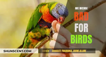 Incense Negative Impact on Birds: What You Need to Know