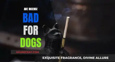 Incense and Dogs: A Potentially Harmful Mix