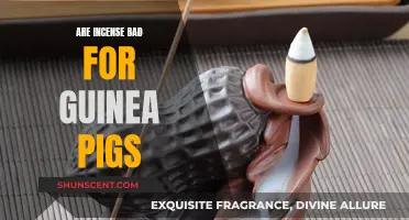 Incense and Guinea Pigs: A Safe Combination?