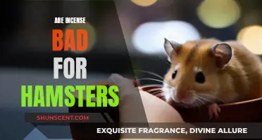 Incense's Impact on Hamsters: A Health Hazard?