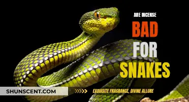 Incense's Impact on Snakes: What You Need to Know