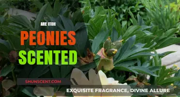Do Itoh Peonies Have a Scent? Unveiling Their Fragrant Secrets
