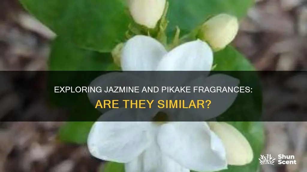 are jazmine and pikake fragrances the same