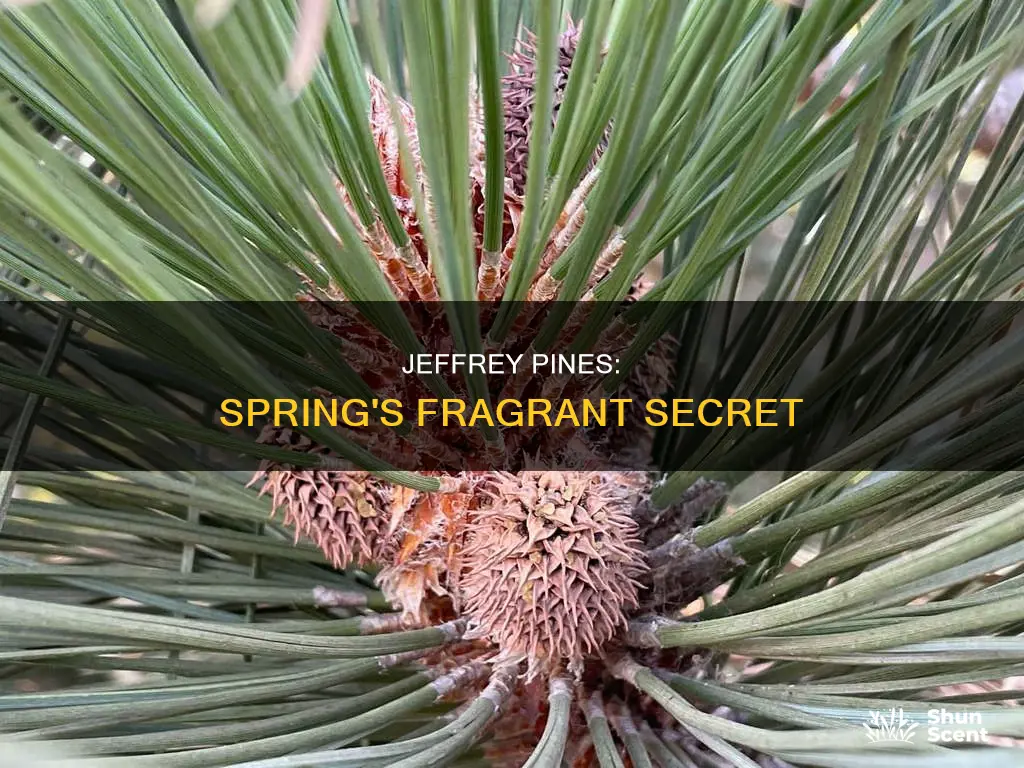 are jeffrey pines only fragrance in spring