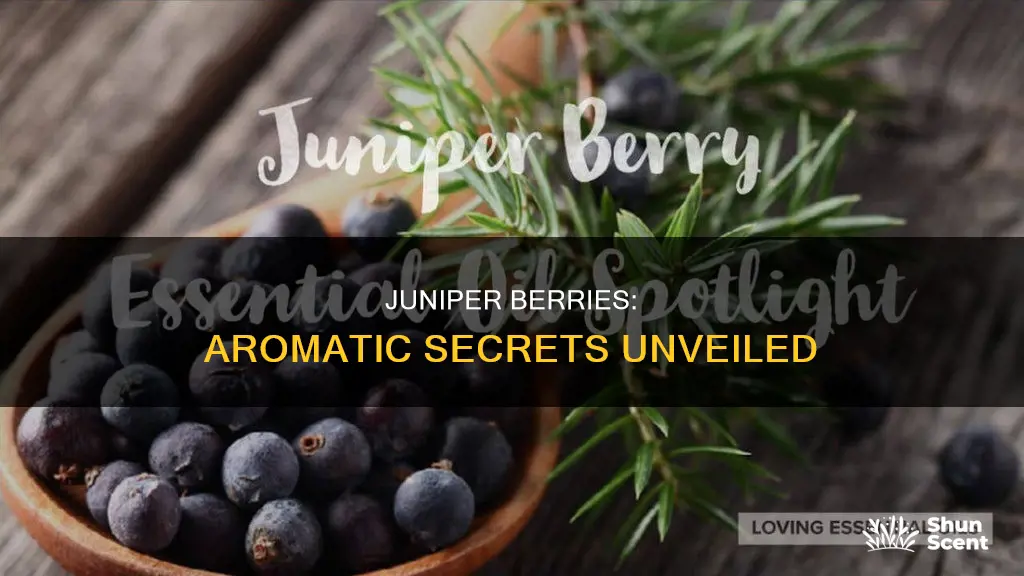 are juniper berries aroma