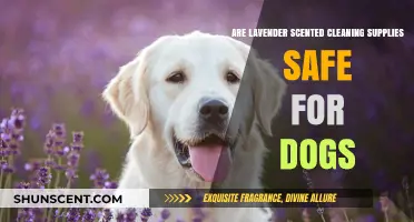 Lavender-Scented Cleaners: Are They Safe for Your Dog?