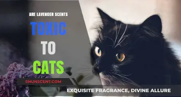 Lavender Scents and Cats: Uncovering Potential Toxicity Risks