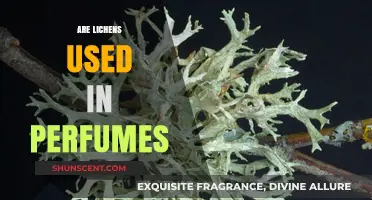 Lichen's Role in Perfumes: Nature's Secret Ingredient