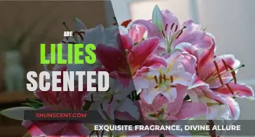 Do Lilies Have a Scent? Exploring Their Fragrant Varieties