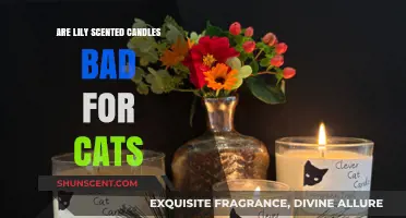 Lily Scented Candles and Cats: Are They a Dangerous Combo?