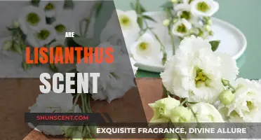 Do Lisianthus Flowers Have a Scent? Unveiling Their Aromatic Mystery