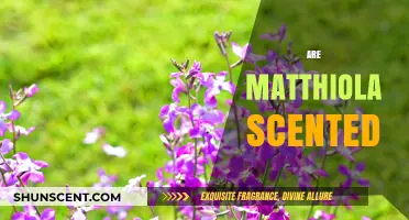 Do Matthiola Flowers Have a Scent? Exploring Their Fragrant Appeal