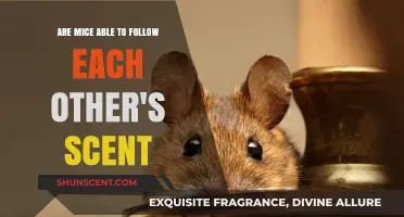 Can Mice Track Each Other's Scent? Uncovering Rodent Olfactory Abilities