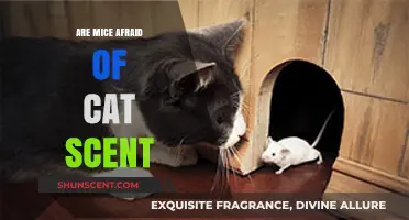 Do Mice Fear Cat Scent? Uncovering Rodent Reactions to Feline Odors