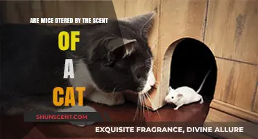 Do Cats' Scents Deter Mice? Uncovering the Truth Behind the Myth