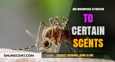 Do Mosquitoes Target Specific Scents? Uncovering the Smell Attraction Mystery