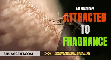 Fragrance Attraction: Mosquitoes' Favorite Scents and How to Avoid Bites